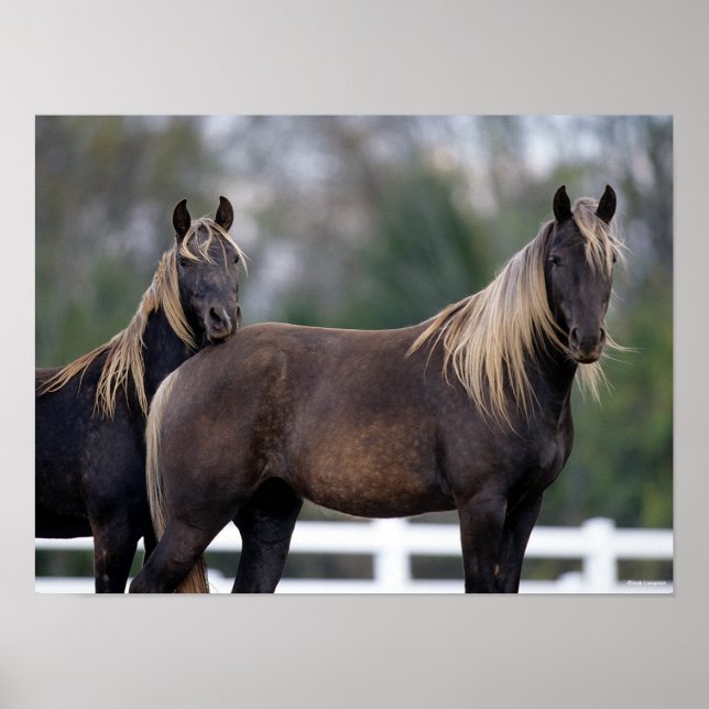 Bob Langrish | Two Rocky Mountain Horses Standing Poster (Front)