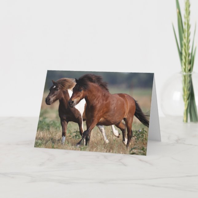 Bob Langrish Two Shetland Ponies Running Together Card (Front)