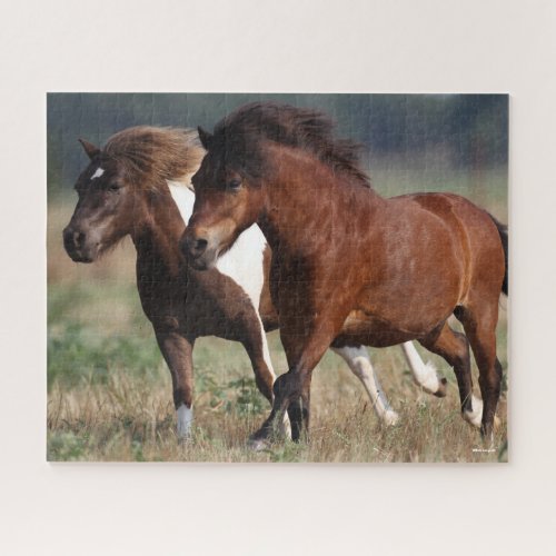 Bob Langrish Two Shetland Ponies Running Together Jigsaw Puzzle