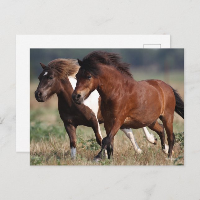 Bob Langrish Two Shetland Ponies Running Together Postcard (Front/Back)