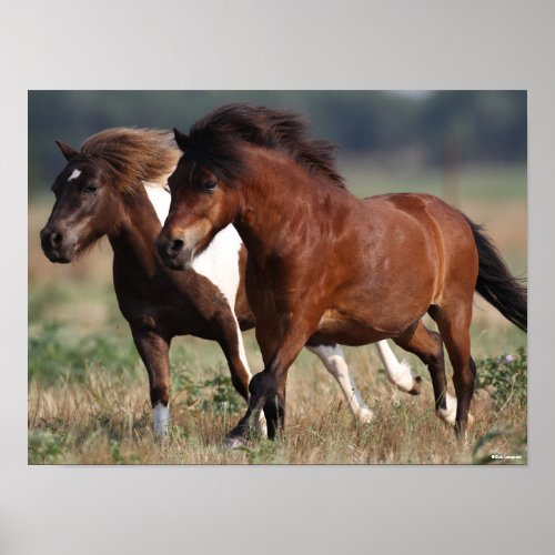 Bob Langrish Two Shetland Ponies Running Together Poster