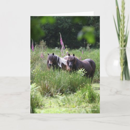 Bob Langrish Two Shetland Ponies Standing Together Card