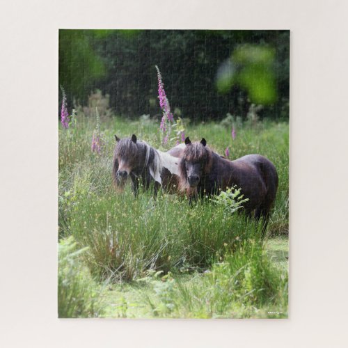 Bob Langrish Two Shetland Ponies Standing Together Jigsaw Puzzle