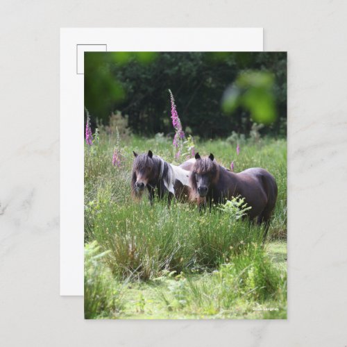 Bob Langrish Two Shetland Ponies Standing Together Postcard