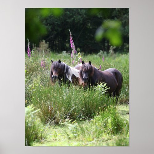 Bob Langrish Two Shetland Ponies Standing Together Poster