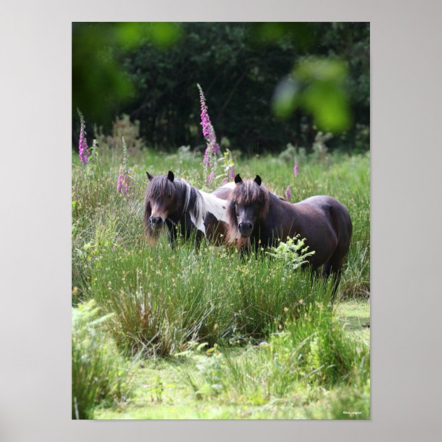 Bob Langrish Two Shetland Ponies Standing Together Poster (Front)