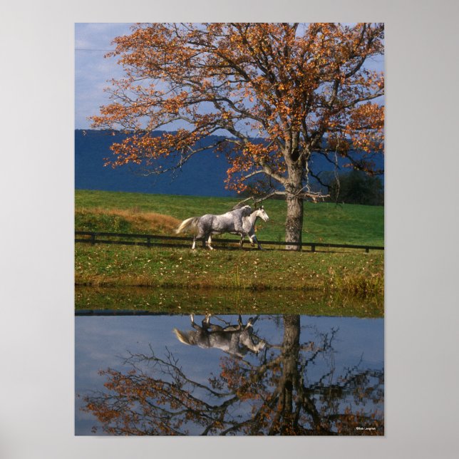 Bob Langrish | Two Together Warmbloods By Lake Poster (Front)