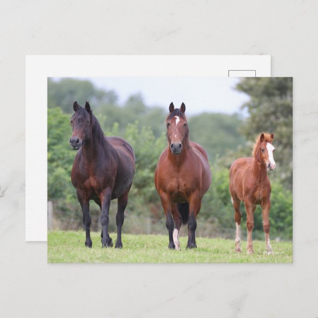 Bob Langrish | Two Welsh Ponies Standing With Foal Postcard (Front/Back)