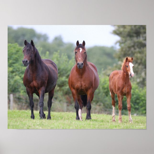 Bob Langrish | Two Welsh Ponies Standing With Foal Poster (Front)