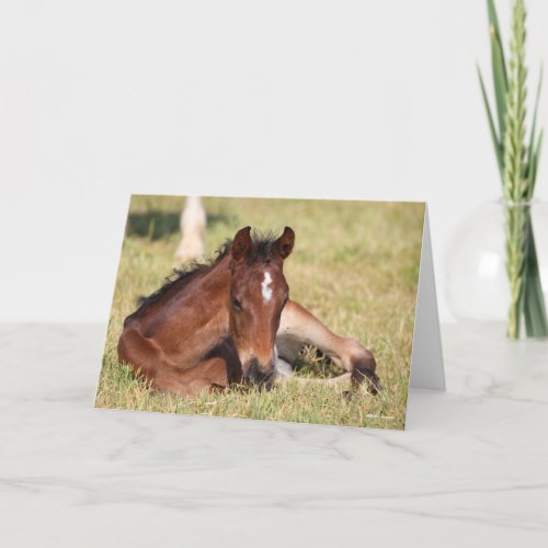 Bob Langrish  Warmblood Foal Lying Down In Grass Card