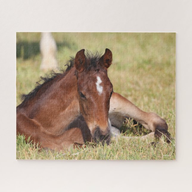 Bob Langrish | Warmblood Foal Lying Down In Grass Jigsaw Puzzle (Horizontal)