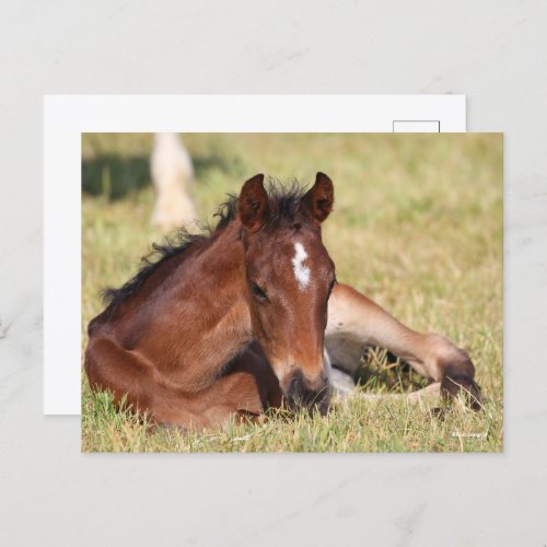 Bob Langrish  Warmblood Foal Lying Down In Grass Postcard