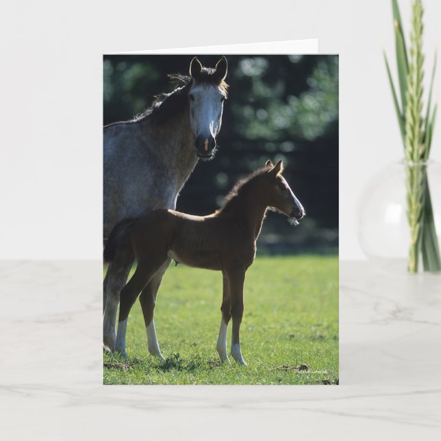 Bob Langrish | Warmblood Mare and Foal Backlit Card (Front)