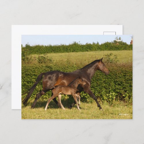 Bob Langrish  Warmblood mare and Foal Walking Postcard