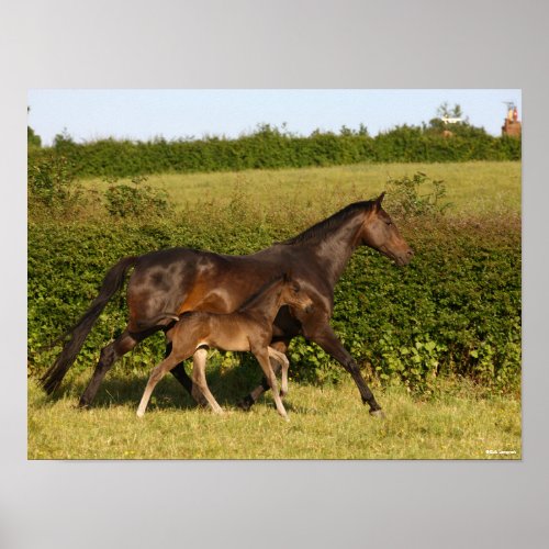 Bob Langrish  Warmblood mare and Foal Walking Poster