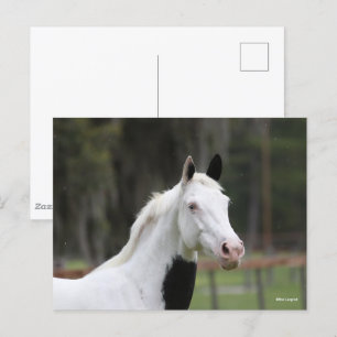Bob Langrish Warmblood Pinto Horse Headshot Postcard
