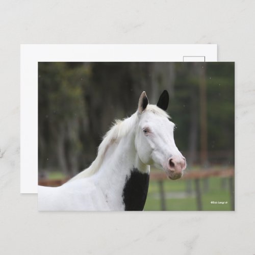 Bob Langrish  Warmblood Pinto Horse Headshot Postcard