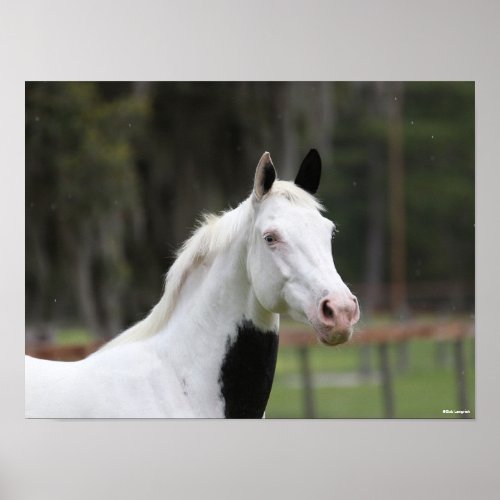 Bob Langrish  Warmblood Pinto Horse Headshot Poster