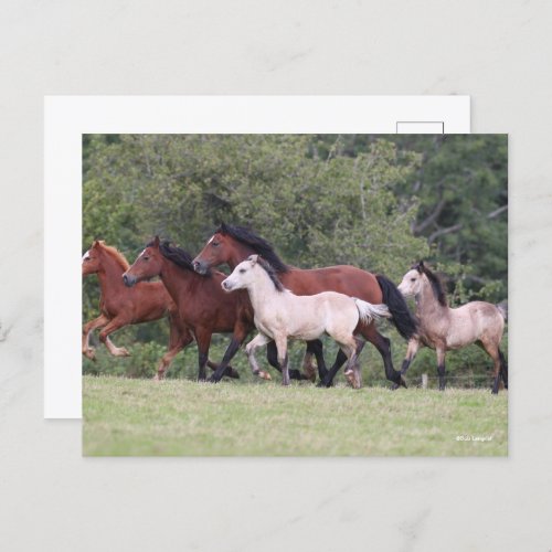 Bob Langrish Welsh Ponies Running Mares and Foals Postcard