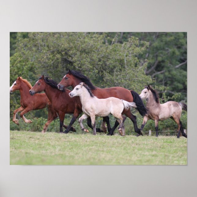 Bob Langrish Welsh Ponies Running Mares and Foals Poster (Front)