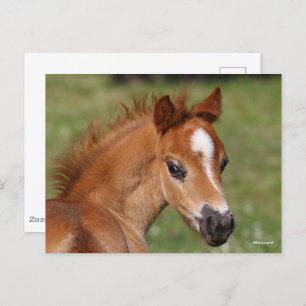 Bob Langrish   Welsh Pony Foal Headshot Postcard