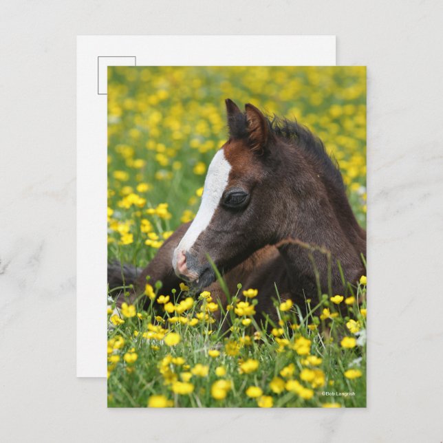 Bob Langrish | Welsh Pony Foal Resting In Flowers Postcard (Front/Back)