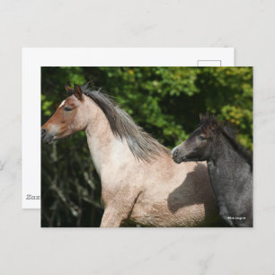 Bob Langrish   Welsh Pony Mare and Foal Headshot Postcard