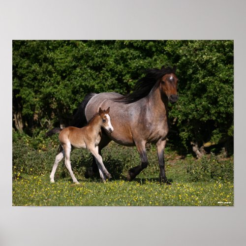 Bob Langrish  Welsh Pony Mare and Foal Running Poster