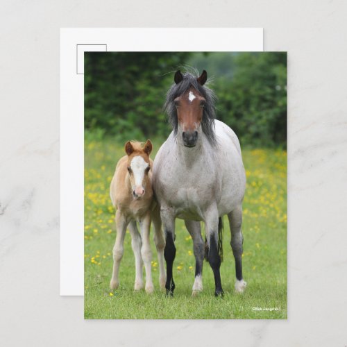 Bob Langrish  Welsh Pony Mare and Foal Standing Postcard