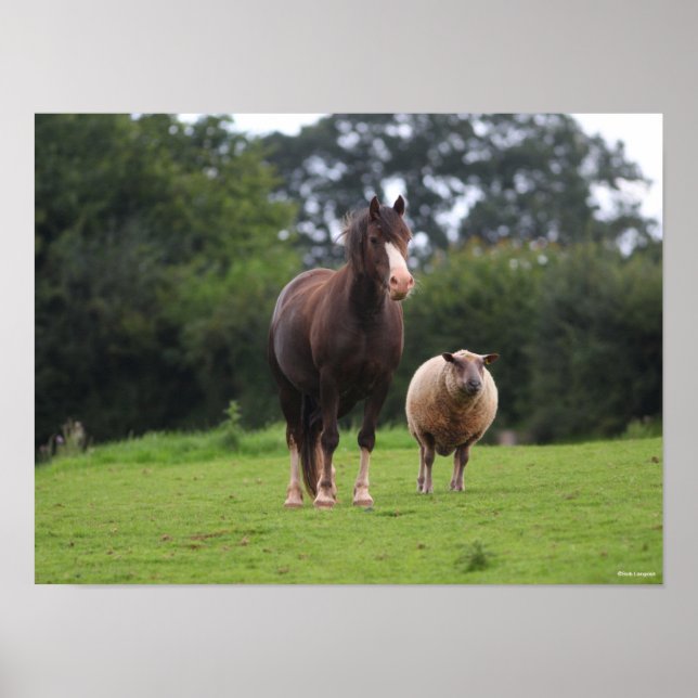 Bob Langrish | Welsh Pony Mare Standing With Sheep Poster (Front)