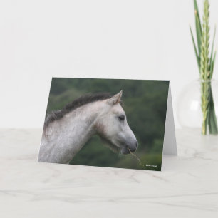 Bob Langrish   Welsh Section A Pony Headshot Card