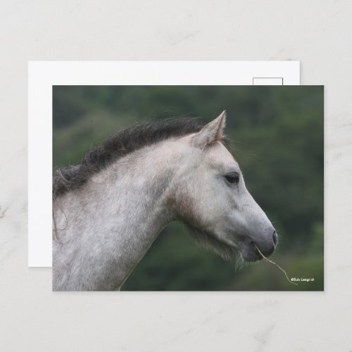Bob Langrish  Welsh Section A Pony Headshot Postcard