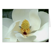 Bobby's Magnolia I