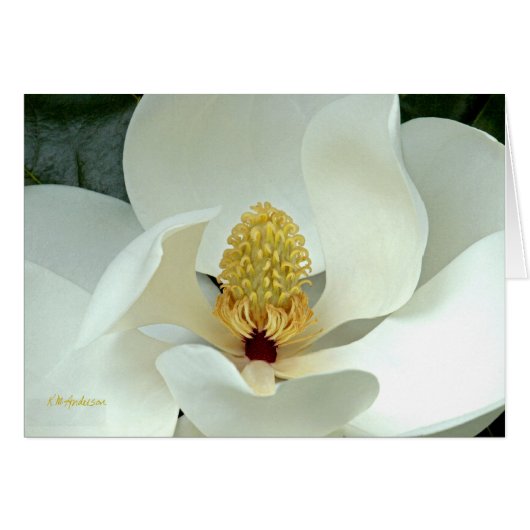 Bobby's Magnolia I Cards (Front Horizontal)
