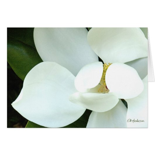 Bobby's Magnolia II Cards (Front Horizontal)