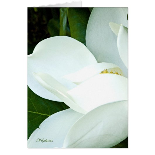 Bobby's Magnolia III Cards (Front)