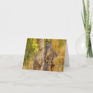 Bobcat Card
