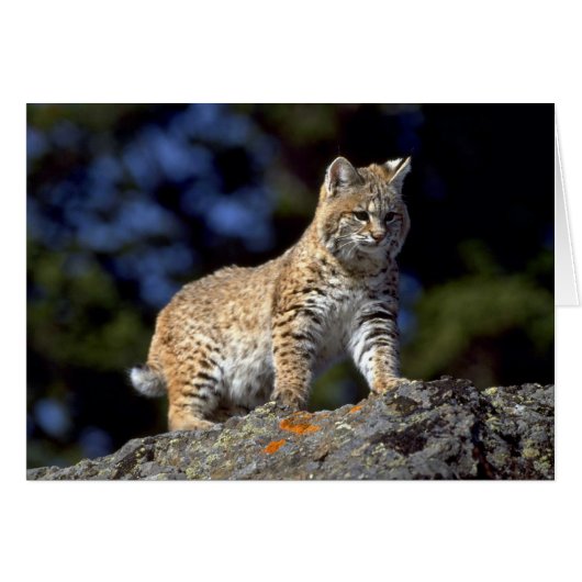 Bobcat Cards (Front Horizontal)