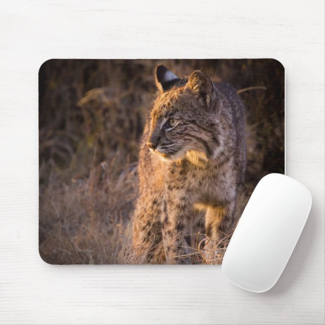 Bobcat Enjoying the Evening Sun Mouse Pad (With Mouse)