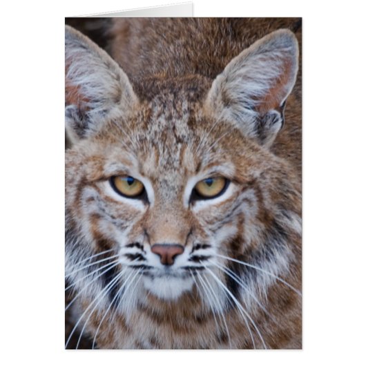 Bobcat Face Cards (Front)