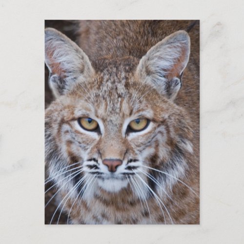 Bobcat Face Postcard