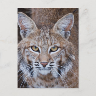 Bobcat Face Postcard