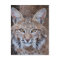 Bobcat Face