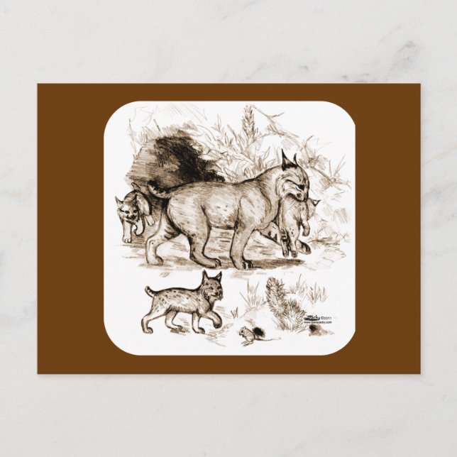 Bobcat Family Postcard (Front)