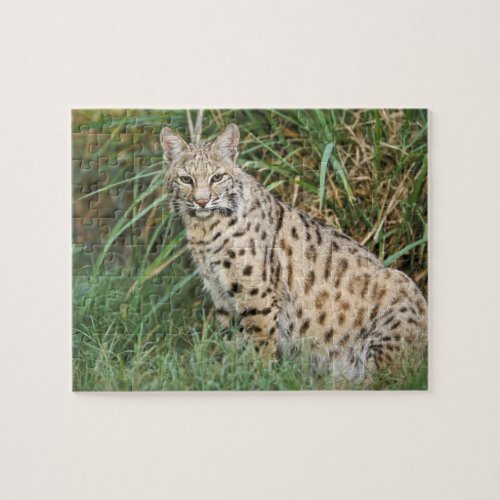 Bobcat Felis rufus Jigsaw Puzzle