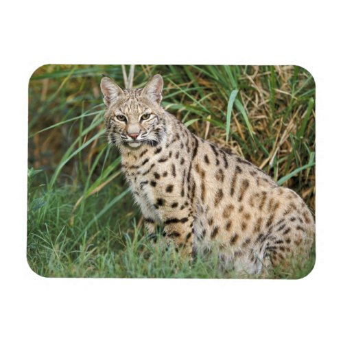 Bobcat Felis rufus Magnet