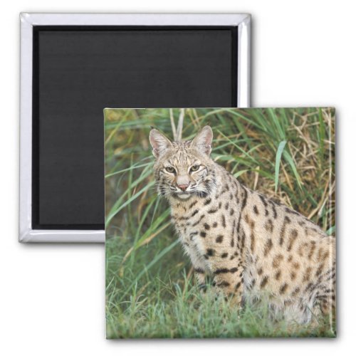 Bobcat Felis rufus Magnet