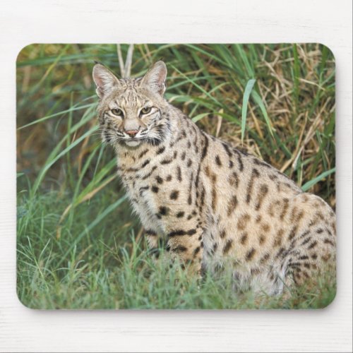 Bobcat Felis rufus Mouse Pad