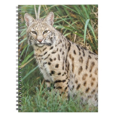 Bobcat Felis rufus Notebook