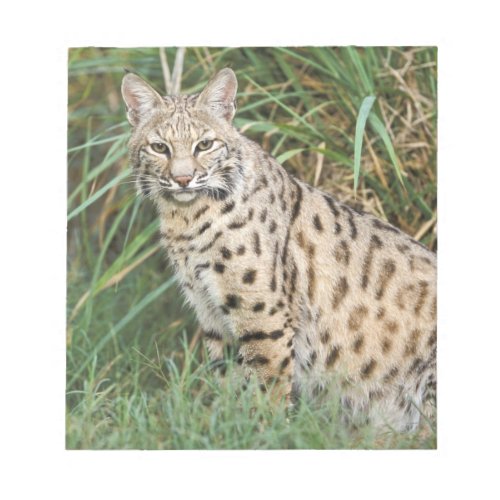 Bobcat Felis rufus Notepad